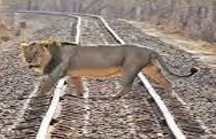 સિંહોનાં મોત રોકવા વન તંત્ર હવે છે'ક લાયન લેન્ડસ્કેપમાં હોટસ્પોટ નક્કી કરશે 1 - image