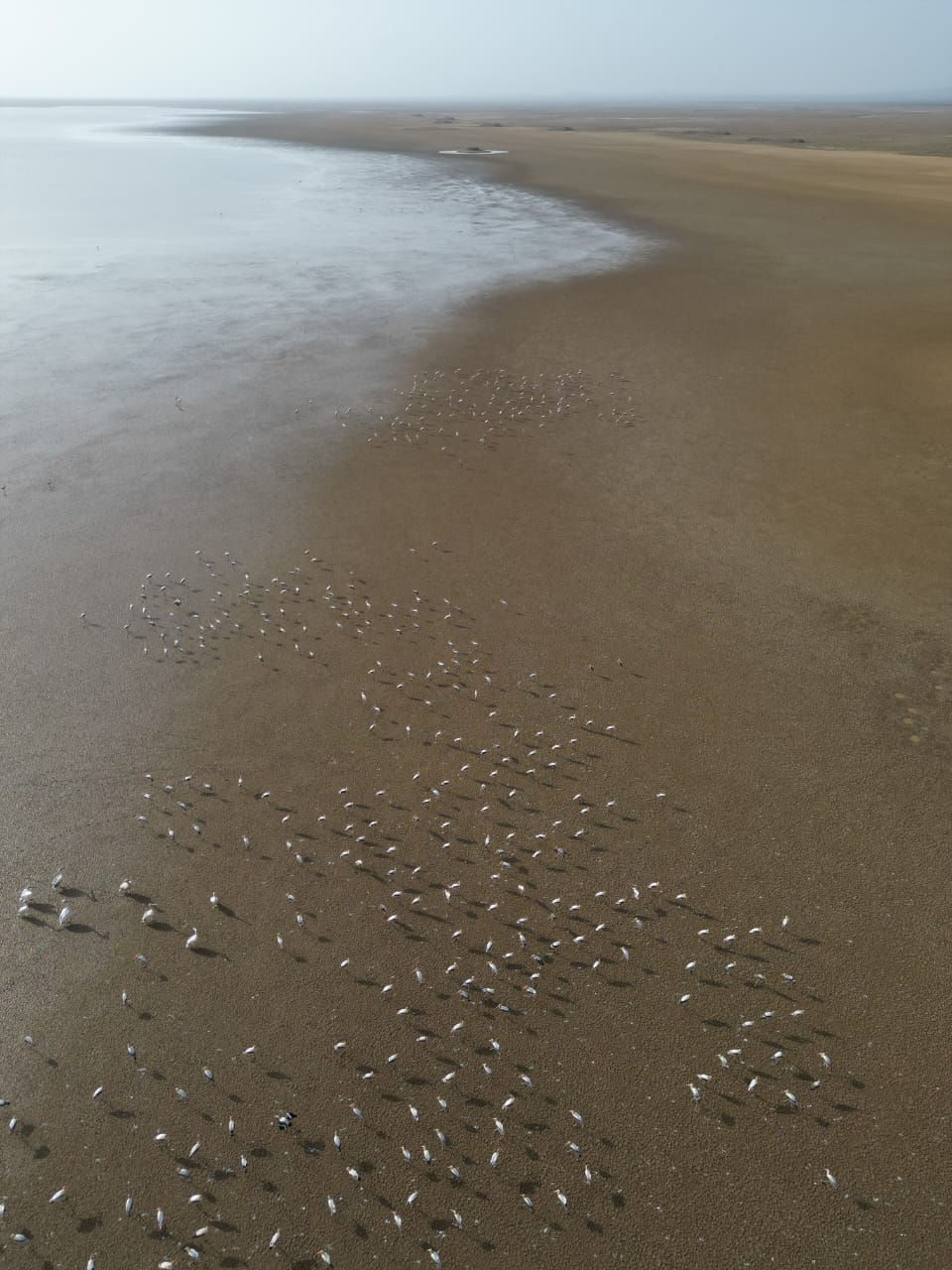 ગુજરાતને મળી 5મી રામસર સાઇટ: કચ્છનું 'છારી-ઢંઢ' હવે આંતરરાષ્ટ્રીય નકશા પર, જાણો કેમ આ વેટલેન્ડ છે ખાસ 9 - image