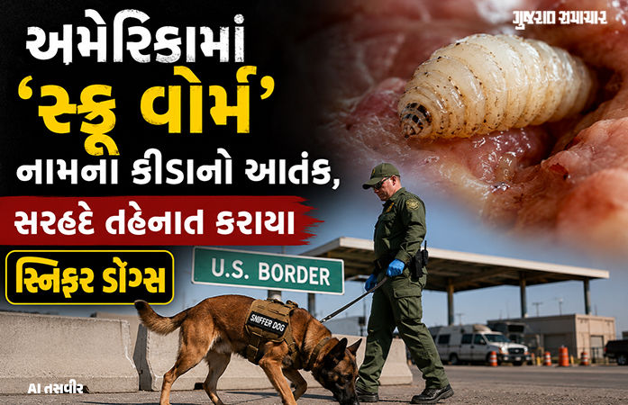 અમેરિકામાં 60 વર્ષ પછી દેખાયા માંસ ખાઉ કીડા, હવે તેમની સામે લડવા 60 કરોડ માખીનું સૈન્ય ઉતારાશે 1 - image