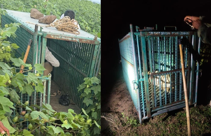 સાવરકુંડલામાં દીપડાના હુમલામાં બાળકીના મોત બાદ 24 કલાકમાં નરભક્ષી દીપડો પાંજરે પૂરાયો 2 - image