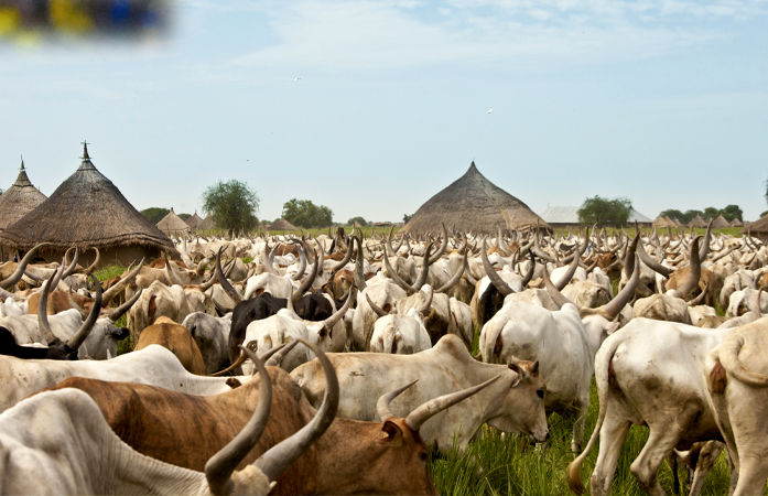 સુદાનનો એવો આદિવાસી સમુદાય જે ગાયને પરિવારનો સભ્ય માને છે 1 - image