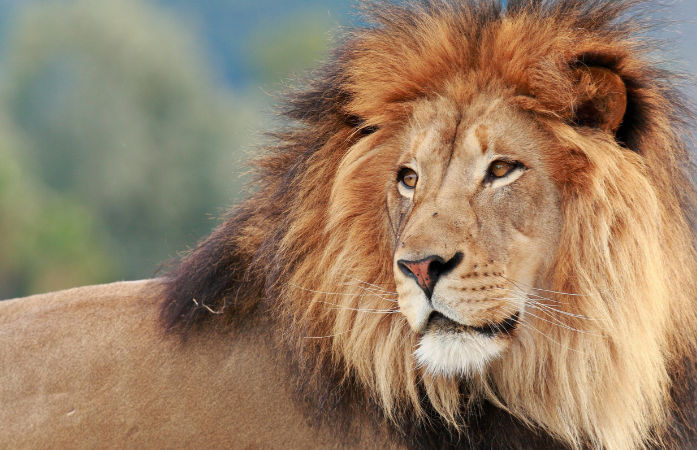 Gujarat now home to 891 Asiatic lions with 32% surge in population, reveals 2025 census