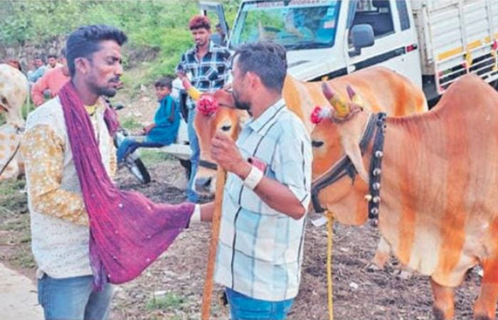 Gujarat’s remote town of Dahod keeps this ancient livestock trading tradition alive