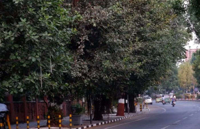 Gujarat govt chops off 193 banyan trees in state
