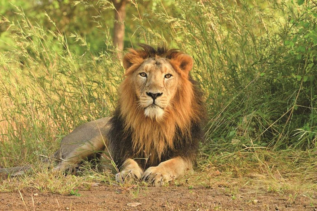 Lion census leads to forest dept’s anxiety as big cats move in unprotected zones