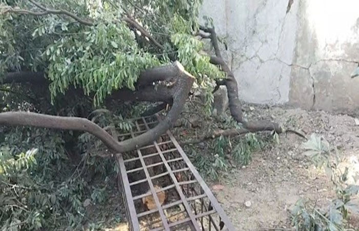 વડોદરામાં ચંદન ચોર ટોળકી સક્રિય બની : MSU કેમ્પસ બાદ બાદ હવે કોર્પોરેશનના બગીચામાંથી ચંદનનું ઝાડ ચોરાયું 2 - image