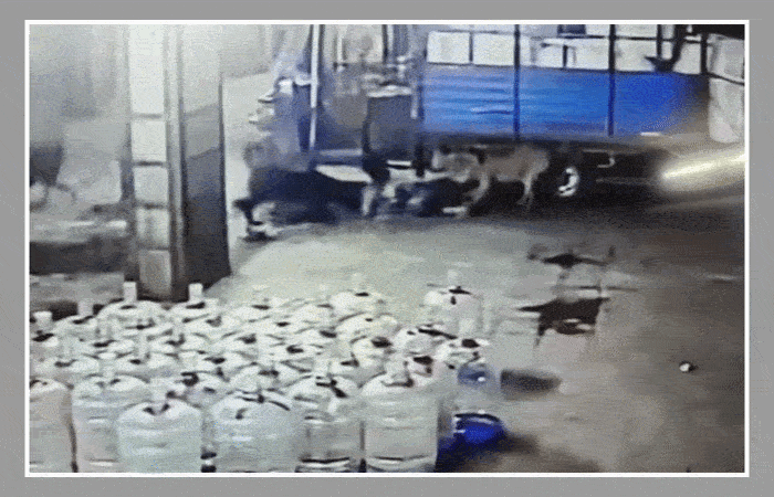 CCTV: સુરતની તિરુપતિ માર્કેટમાં માસૂમ બાળક પર તૂટી પડ્યું શ્વાનોનું ટોળું, હચમચાવી મૂકતો વીડિયો વાઈરલ 1 - image