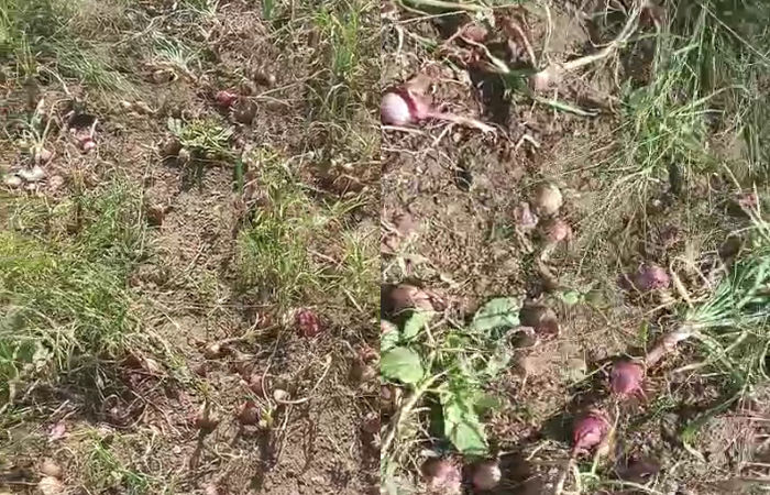 VIDEO: 'પશુ પણ નથી ખાતા...', જાફરાબાદ-સાવરકુંડલાના ખેડૂતોએ માવઠાથી નિષ્ફળ ગયેલા મગફળીના પાથરા સળગાવ્યા 3 - image