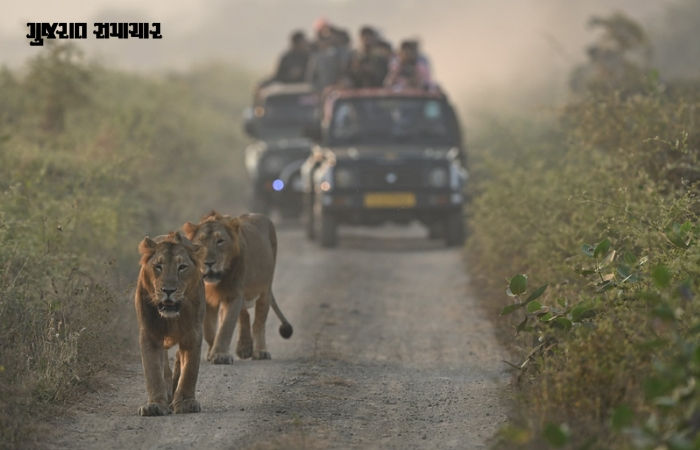 સિંહપ્રેમીઓ માટે સારા સમાચાર: ગીર જંગલ સફારીની મુદ્દત 7 દિવસ લંબાવાઈ, 22 જૂન સુધી સિંહ દર્શન ચાલુ રહેશે 3 - image