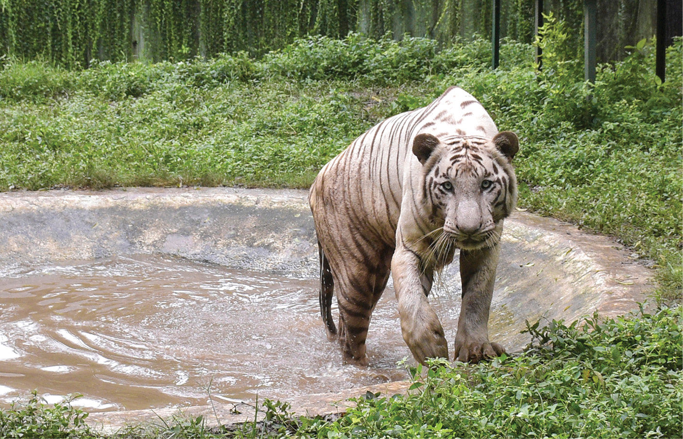 અરવલ્લી પર રાજનીતિ! સરકારે કહ્યું- PMના નેતૃત્વમાં સંરક્ષણ વધારાયું, કોંગ્રેસે પર્યાવરણ સંકટ મામલે કર્યા પ્રહાર 4 - image