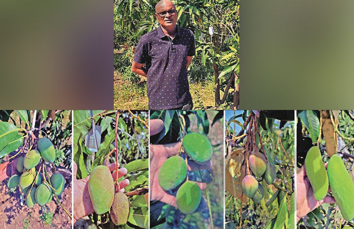 વલસાડના ખેડૂતનો મેજિક આંબો : એક જ આંબા પર દેશવિદેશની 22 જાતની કેરીનો પાક 1 - image