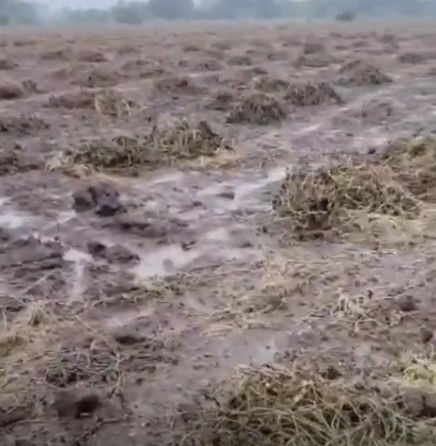 ગુજરાતના 85 તાલુકામાં માવઠું, મગફળી, ડાંગર, ચીકુના પાકને નુકસાન થતાં ખેડૂતોને નુકસાન 2 - image