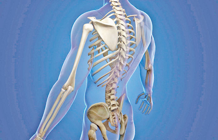 સજીવ સૃષ્ટિનો ઉપયોગી અવયવઃ હાડકાં 1 - image