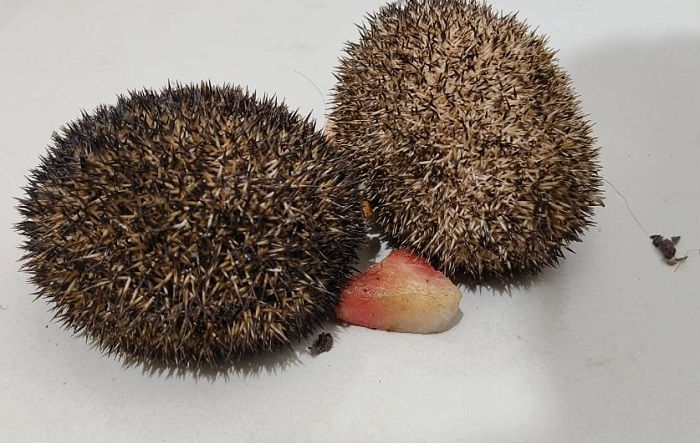 સાવલીમાં 10 લાખમાં સોદો નક્કી કરી કાંટાવાળો ઉંદર વેચવા આવેલા પાંચ ઝડપાયા 1 - image