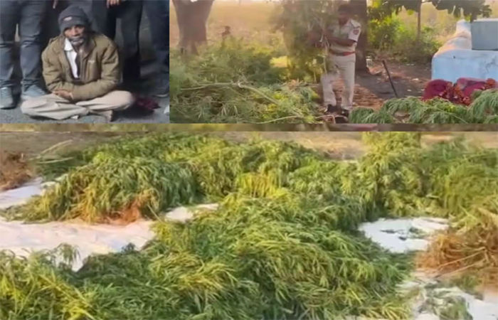 સાયલાના ખીટલામાં કપાસની આડમાં ગાંજાનું વાવેતર ઝડપાયું , 2.80 કરોડના 180 છોડ જપ્ત, એક આરોપીની ધરપકડ 1 - image