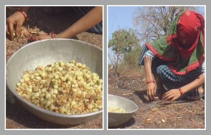 ગુજરાતનું 'ચિપકો આંદોલન': છોટા ઉદેપુરમાં મહુડાના વૃક્ષો બચાવવા આદિવાસી મહિલાઓએ છેડ્યો હતો જંગ 2 - image