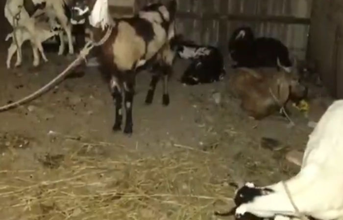 રાજકોટમાં અંધશ્રદ્ધાની કાળજુ કંપાવતી ઘટના, બીમાર દીકરાને સાજો કરવા 6 બકરાની બલિ ચઢાવી 3 - image