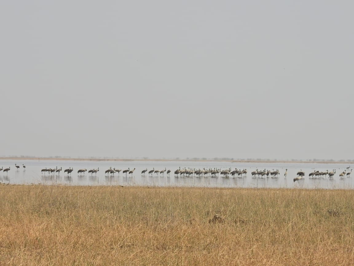 ગુજરાતને મળી 5મી રામસર સાઇટ: કચ્છનું 'છારી-ઢંઢ' હવે આંતરરાષ્ટ્રીય નકશા પર, જાણો કેમ આ વેટલેન્ડ છે ખાસ 3 - image