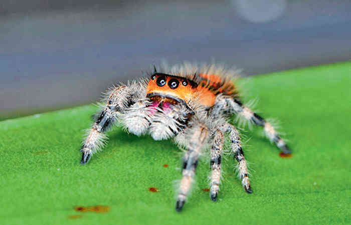 Sharp Spiders તીવ્ર નજરવાળા કરોળિયા: જમ્પિંગ સ્પાઈડર | Sharp-sighted spiders jumping ...