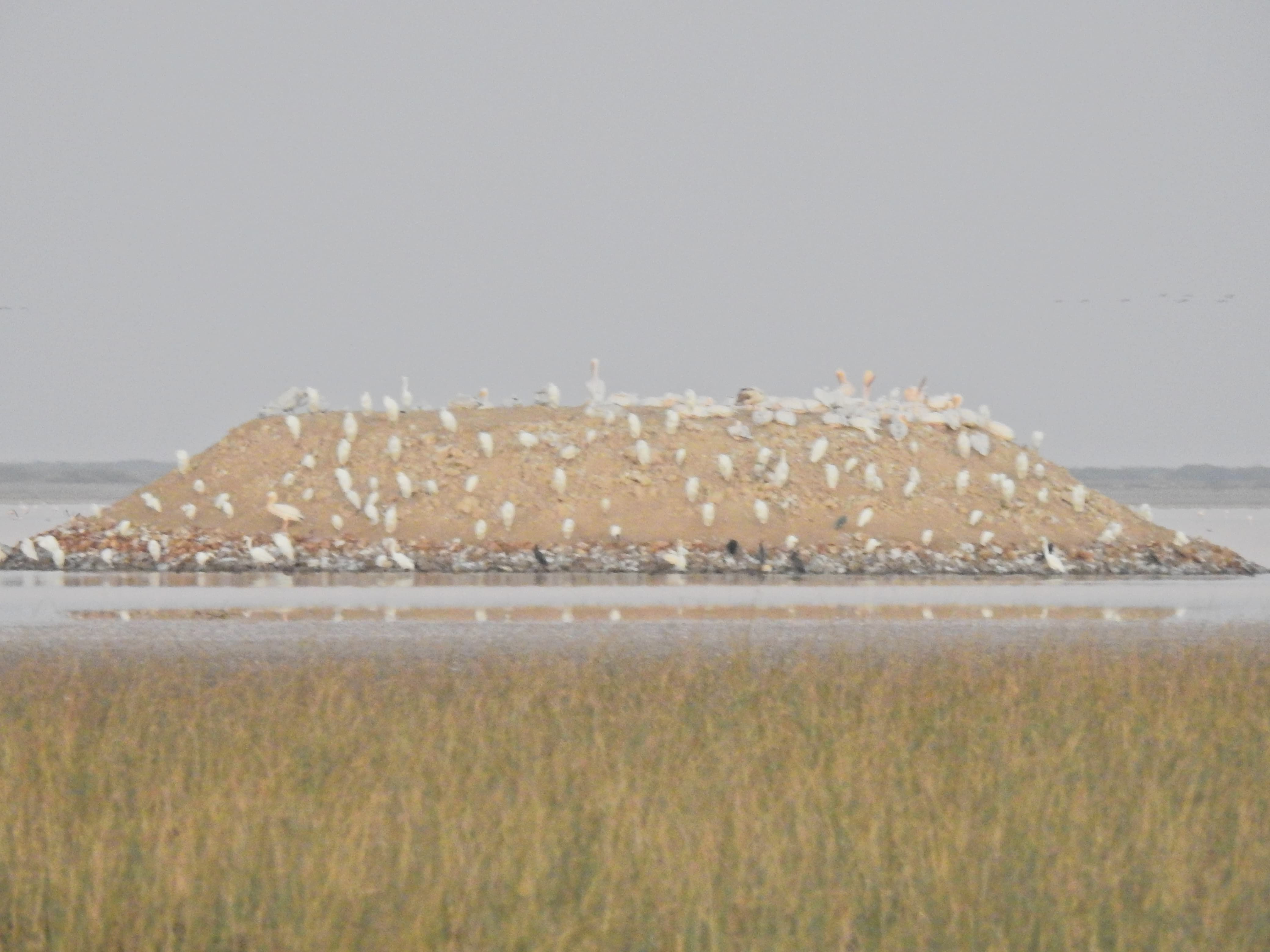 ગુજરાતને મળી 5મી રામસર સાઇટ: કચ્છનું 'છારી-ઢંઢ' હવે આંતરરાષ્ટ્રીય નકશા પર, જાણો કેમ આ વેટલેન્ડ છે ખાસ 8 - image