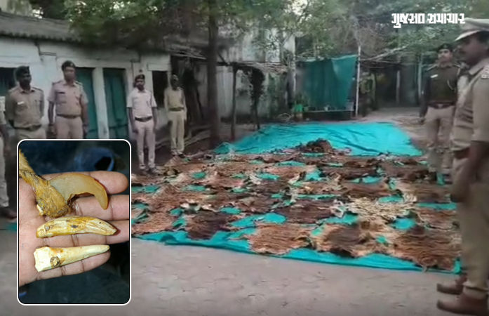 નર્મદા: મંદિરના બંધ રૂમમાંથી વાઘના ચામડા-નખ મળવાનો કેસ, તપાસમાં IB જોડાઈ, MPથી USA સુધી તપાસનો ધમધમાટ 2 - image