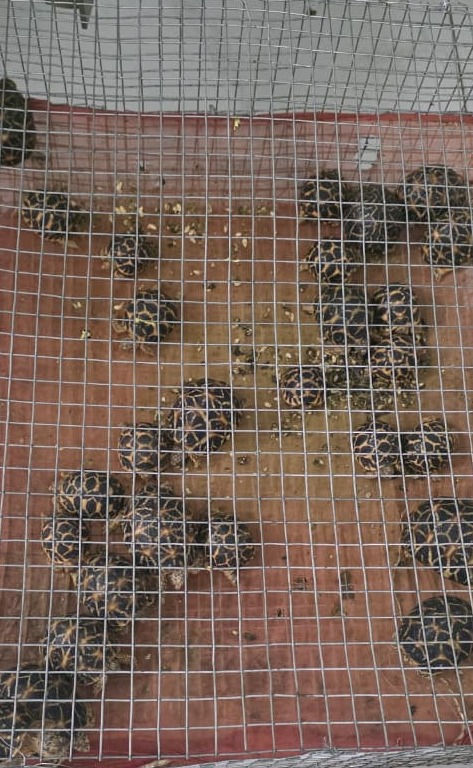 વન વિભાગે  શાહપુરથી  ૩૪ સુરજ કાચબા અને ૧૦૧  સુડા પોપટ  છોડાવ્યા 2 - image