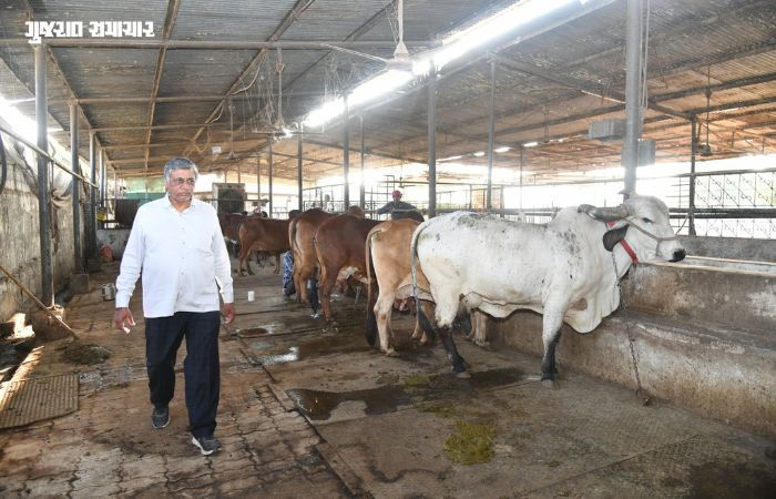 ગૌસેવાથી લાખોની કમાણી: મહેન્દ્રભાઈ બન્યા ગાંધીનગર જિલ્લાના 'શ્રેષ્ઠ પશુપાલક', મરઘા રાખ્યા સિક્યુરિટી ગાર્ડ તરીકે 2 - image