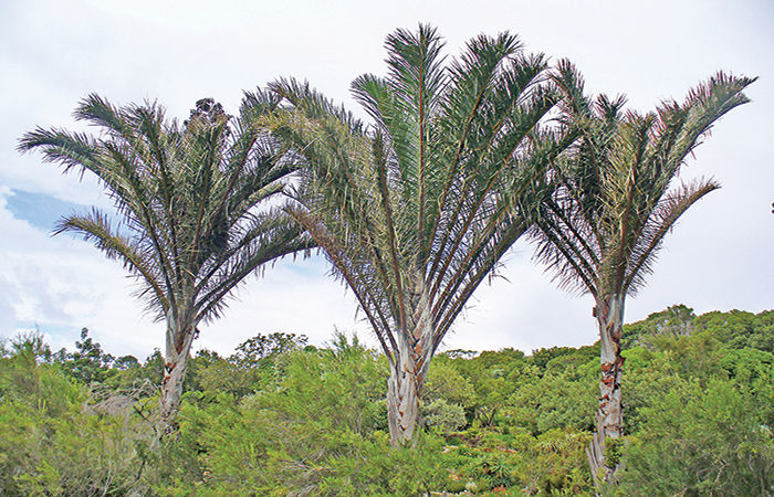 સૌથી લાંબાં પાનવાળું વૃક્ષ રાફિઆ પામ . 1 - image