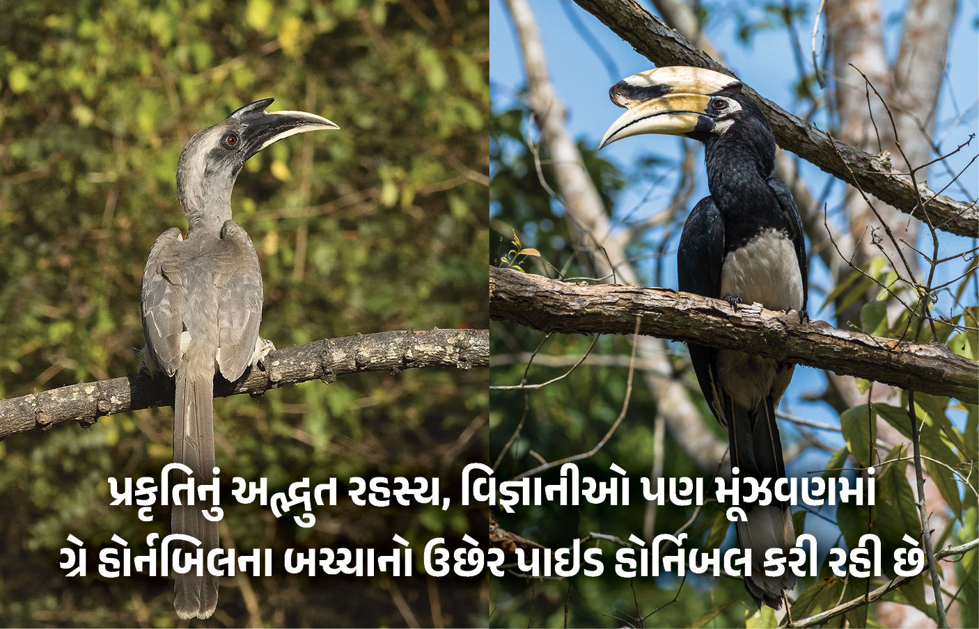 Explainer : દિલ્હીમાં જોવા મળ્યું ગ્રે હોર્નબિલ અને પાઇડ હોર્નબિલનું કો-પેરેન્ટિંગ, જાણો પક્ષી જગતનો આ કિસ્સો શું છે 1 - image