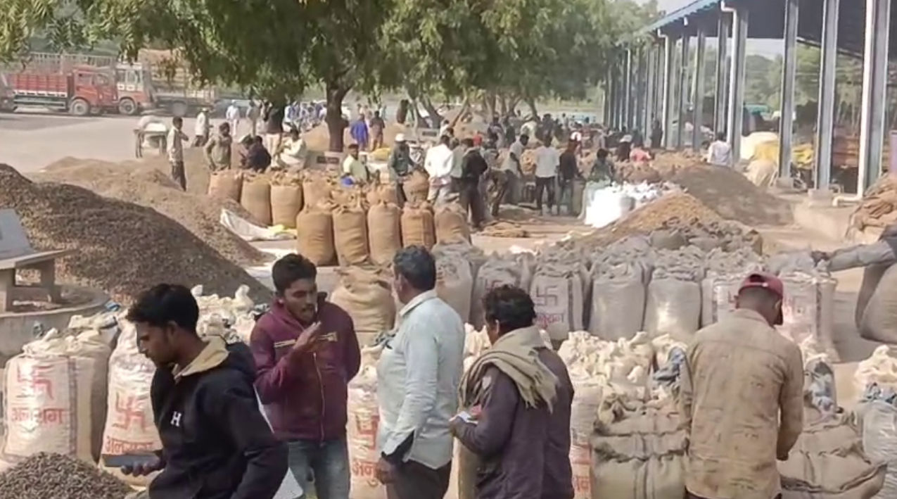 VIDEO: ખેડૂતોની કાળી મહેનત પર પાણી: અમરેલી યાર્ડમાં મગફળીના ઢગલા, પણ ટેકાના ભાવ કરતાં રૂ.600 મળે છે ઓછા! 3 - image