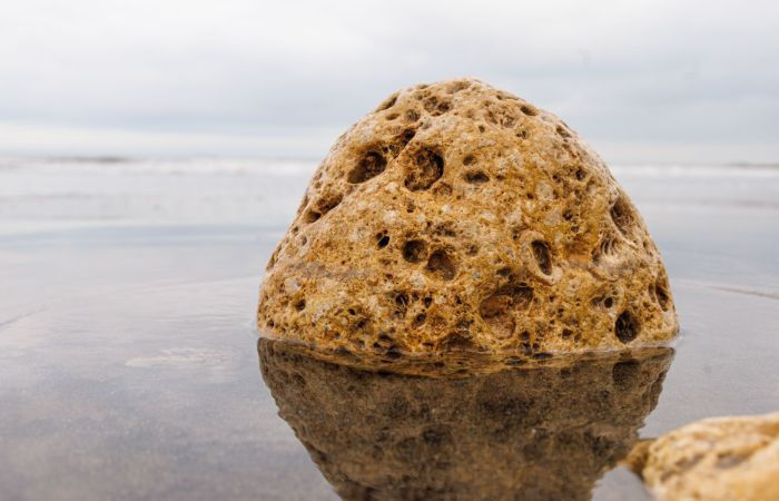 Six held in Vadodara with whale vomit worth rs 1.58 cr