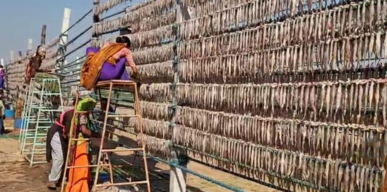 જાફરાબાદનું 'સફેદ સોનું': 'બૂમલા' માછલીએ જાફરાબાદને વૈશ્વિક નકશા પર અપાવ્યું સ્થાન, વાર્ષિક 450 કરોડનો વેપાર 3 - image