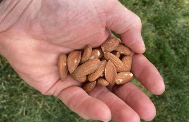 A handful of almonds daily can help you fight metabolic syndrome
