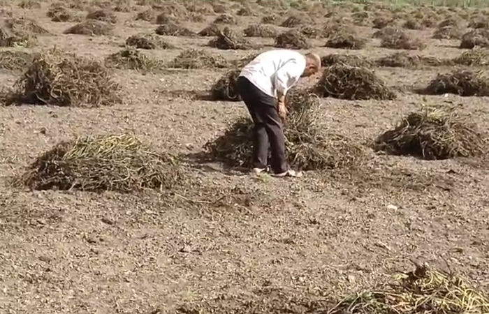 અમ્રેલી: સાંસદો કે જેઓ તેમના ખેતરોમાં નાશ પામ્યા હતા તેઓ ખેડૂતોને ઓછી મદદના મુદ્દાનો વિરોધ કરતા ખેડૂતોના દુ grief ખને સમજી ગયા હતા. અમ્રેલીના ખેડુતોને પાકને ભારે નુકસાન સહન કરવું સરકારને મદદ કરવા વિનંતી કરી અમ્રેલી: સાંસદો કે જેઓ તેમના ખેતરોમાં નાશ પામ્યા હતા તેઓ ખેડૂતોને ઓછી મદદના મુદ્દાનો વિરોધ કરતા ખેડૂતોના દુ grief ખને સમજી ગયા હતા. અમ્રેલીના ખેડુતોને પાકને ભારે નુકસાન સહન કરવું સરકારને મદદ કરવા વિનંતી કરી