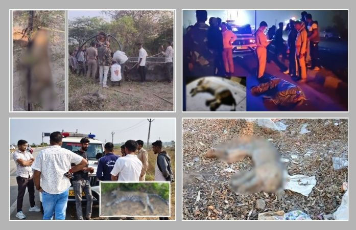 રાજ્યમાં અલગ અલગ ઘટનામાં 2 સિંહ અને 1 દીપડાનું મોત, અમરેલી, ગીર સોમનાથ અને દાહોદની ઘટના 1 - image