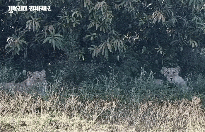 Asiatic Lions Guarding Mango Orchards Amreli