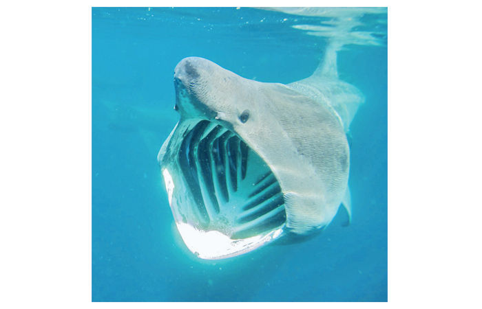 મીઠું અને લોકપ્રિય ફળ દ્રાક્ષ                   . 3 - image