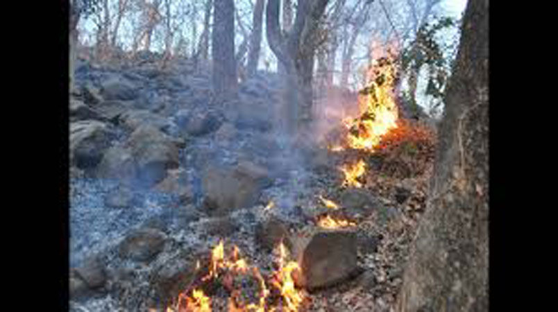 થાણે પાસે નેશનલ પાર્કમાં આગ, 20 એકર જંગલ ખાક 1 - image