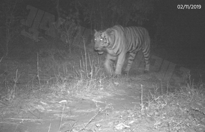 ગુજરાતમાં વાઘનું પુનરાગમન! દાહોદના રતનમહાલના જંગલમાં કેમેરામાં કેદ થયો ટાઈગર 2 - image