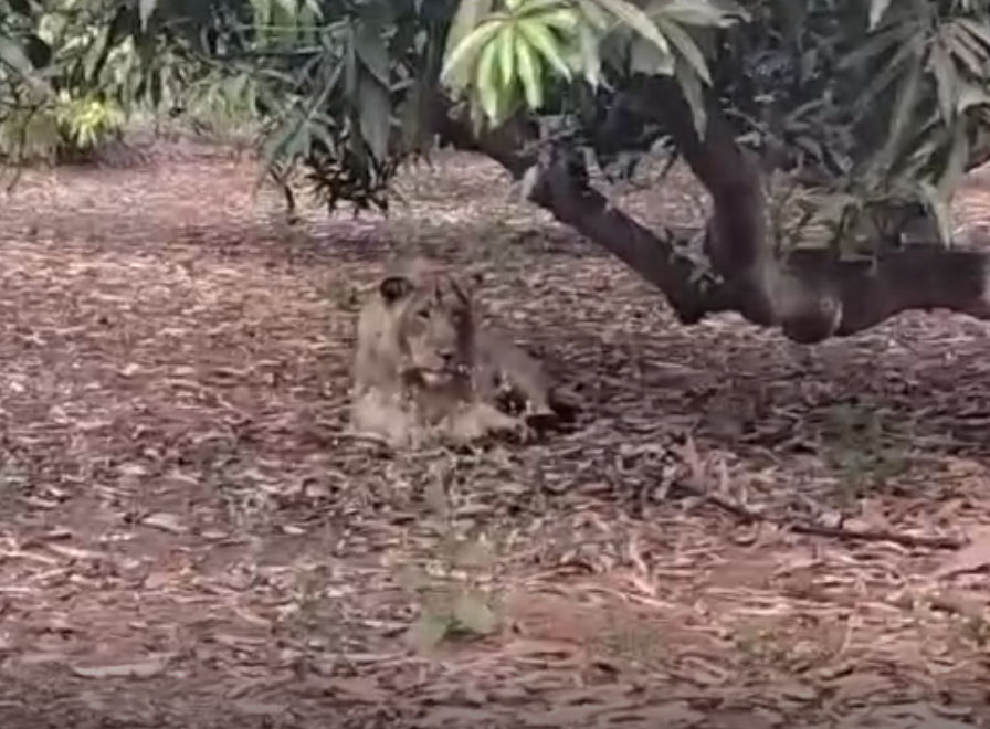 ગીર બન્યું 'લાયન કિંગ'નું રિયલ લોકેશન: પહાડની ટોચ પર સાવજની ગર્જના અને આંબાવાડિયામાં રાજવી ઠાઠ 2 - image