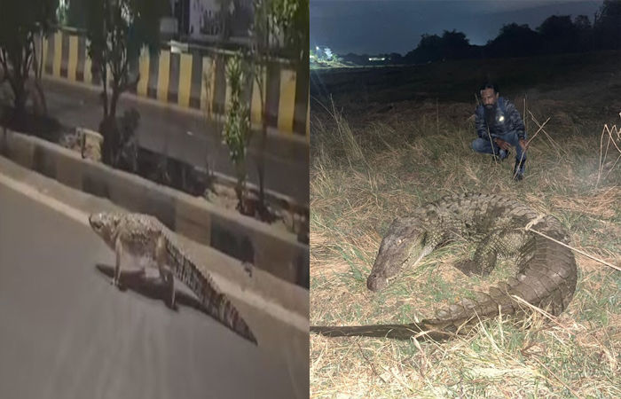 વડોદરામાં જાંબુઆના ગાર્ડન અને સમા વિસ્તારમાં મેઇન રોડ પર મગરની લટારથી લોકોમાં ગભરાટ 2 - image