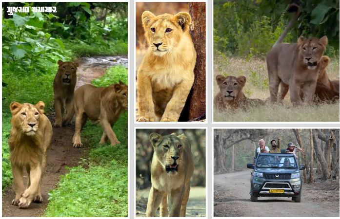 સિંહપ્રેમીઓ માટે સારા સમાચાર: ગીર જંગલ સફારીની મુદ્દત 7 દિવસ લંબાવાઈ, 22 જૂન સુધી સિંહ દર્શન ચાલુ રહેશે 1 - image