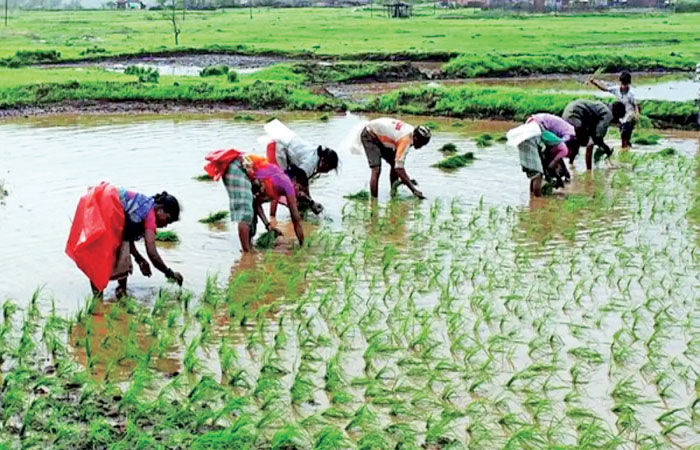 અલ નીનો અસર : ભારતમાં ચોમાસુ 40% નબળું, પાક અને અર્થતંત્ર માટે જોખમ 1 - image
