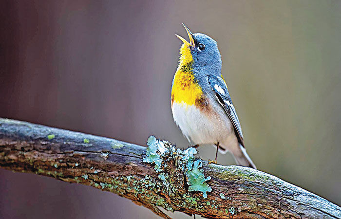 પક્ષીઓના મધુર ગીતોનું રહસ્ય . 1 - image