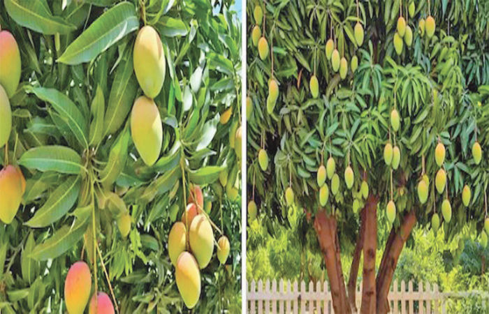 બજારની વાત . 1 - image