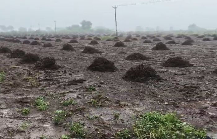 VIDEO: 'નેટવર્ક આવતુ નથી, એપ ખુલતી નથી..' ઓનલાઈન સર્વેના ગતકડાંથી અમરેલીના ખેડૂતોમાં રોષ, પેકેજની માગ 3 - image