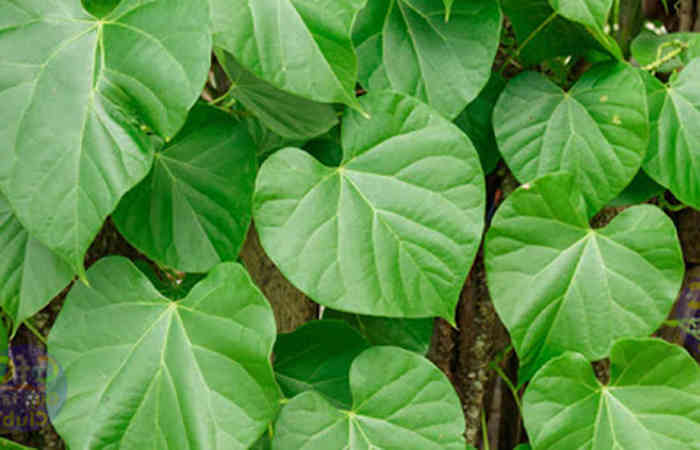 સુરતની 40 સોસાયટીઓમાં 80 ગિલોઈના છોડનું વાવેતર 1 - image