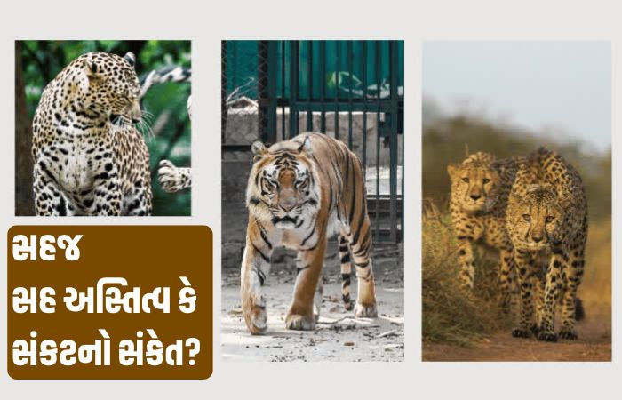 Explainer: રણથંભોર અભયારણ્યમાં વાઘ, દીપડો અને ચિત્તો એક સાથે દેખાયા, જાણો આ દુર્લભ ઘટનાના કારણો 1 - image