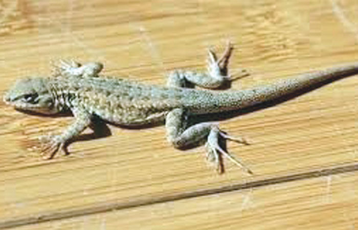 બજારની વાત                          . 4 - image