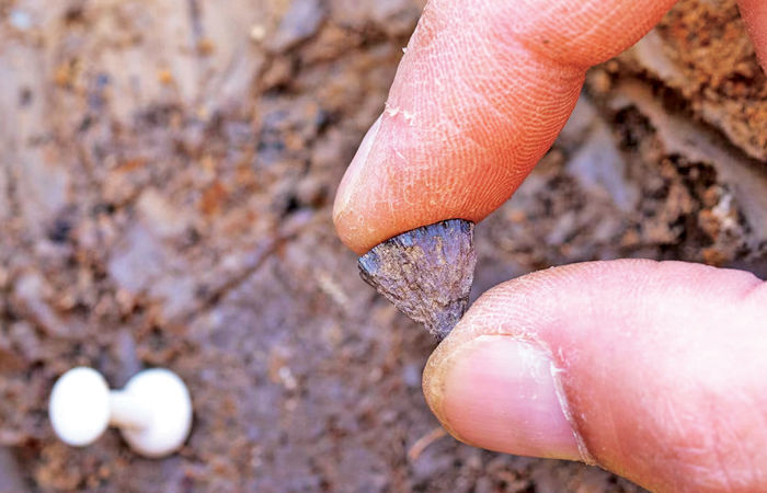 ઈંગ્લેન્ડમાં પુરાતત્વવિદોને અગ્નિની શોધના લાખો વર્ષ જૂના પુરાવા મળ્યા 1 - image